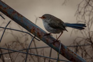 blue wren