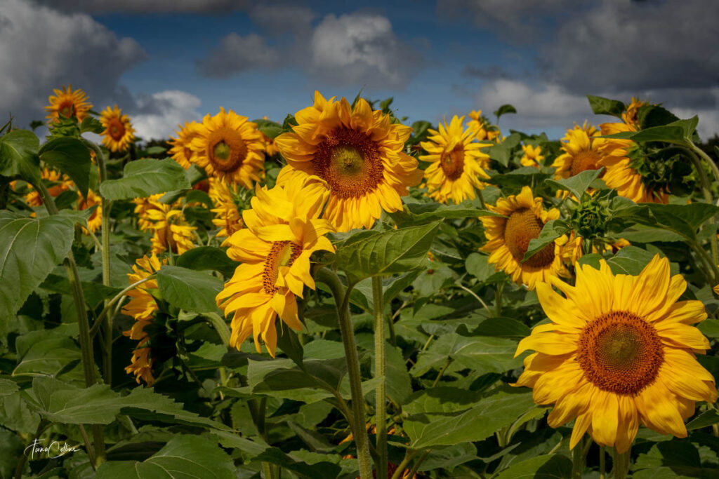 sunflower field