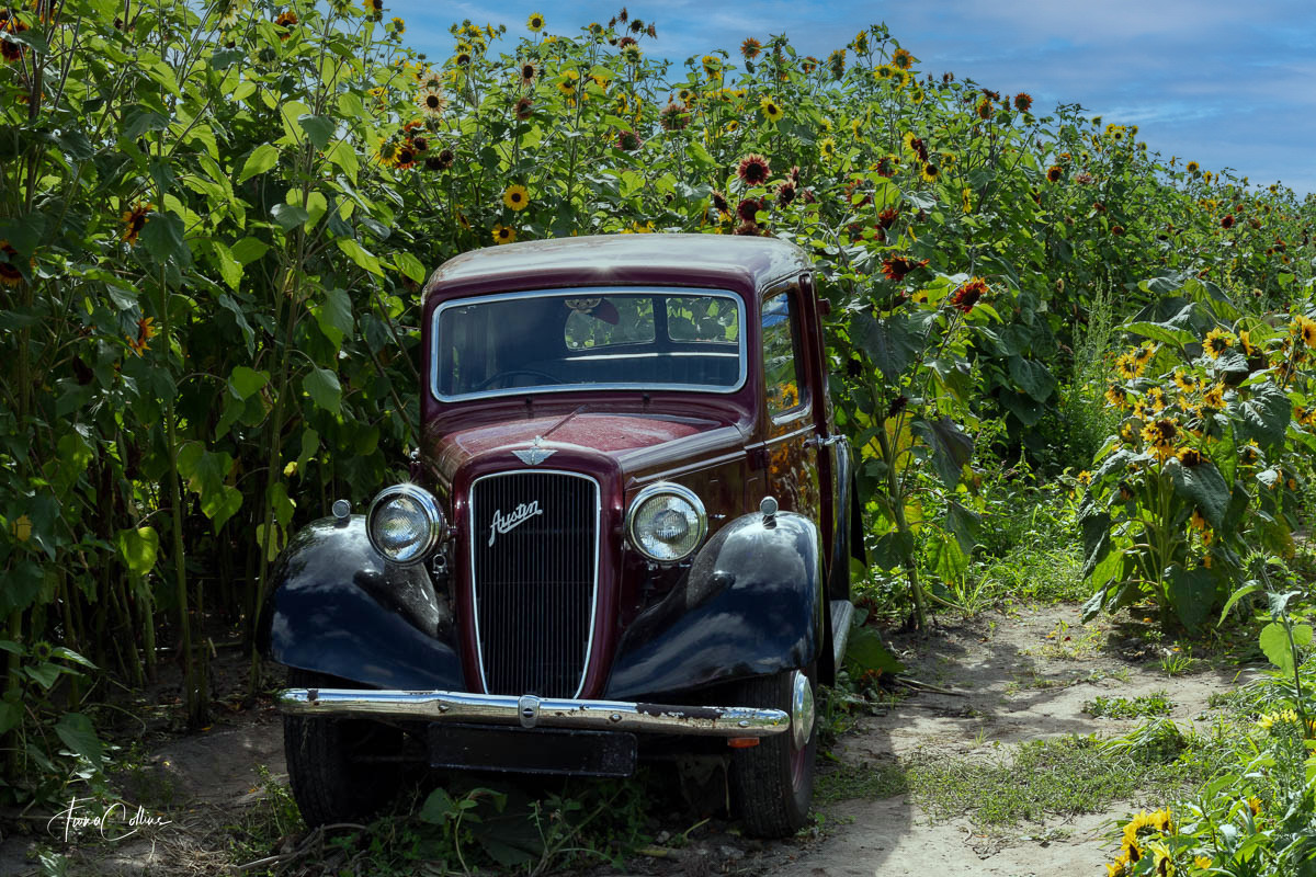 car in sunflower field