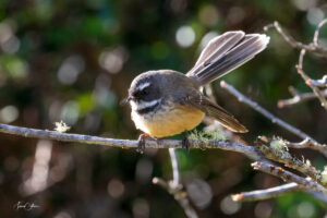 fantail