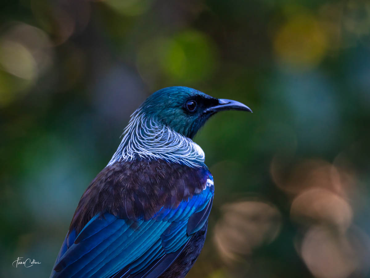 tui